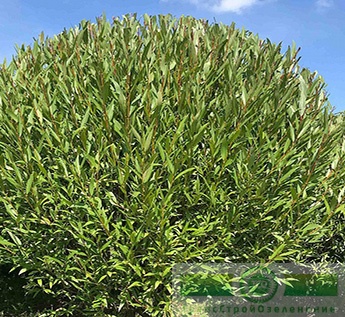фото Ива ломкая ф. шаровидная (Salix fragilis Bullata)