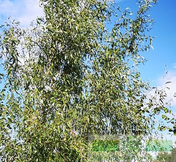 фото Ива извилистая (Salix "Isvilistaja")