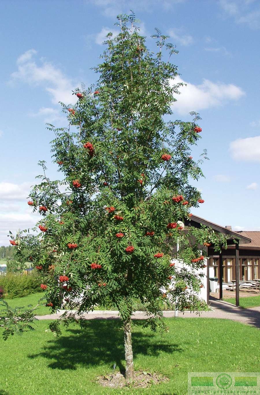 фото Рябина обыкновенная (Sorbus aucuparia)