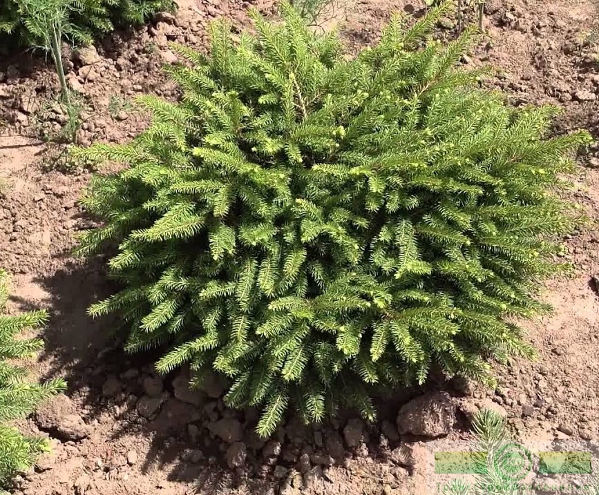 фото Ель обыкновенная «Нидиформис» (Picea abies «Nidiformis»)