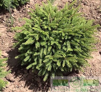 фото Ель обыкновенная «Нидиформис» (Picea abies «Nidiformis»)