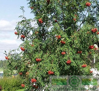 фото Рябина обыкновенная (Sorbus aucuparia)