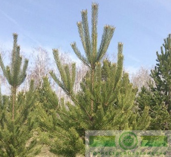 фото Сосна обыкновенная (Pinus sylvestris)