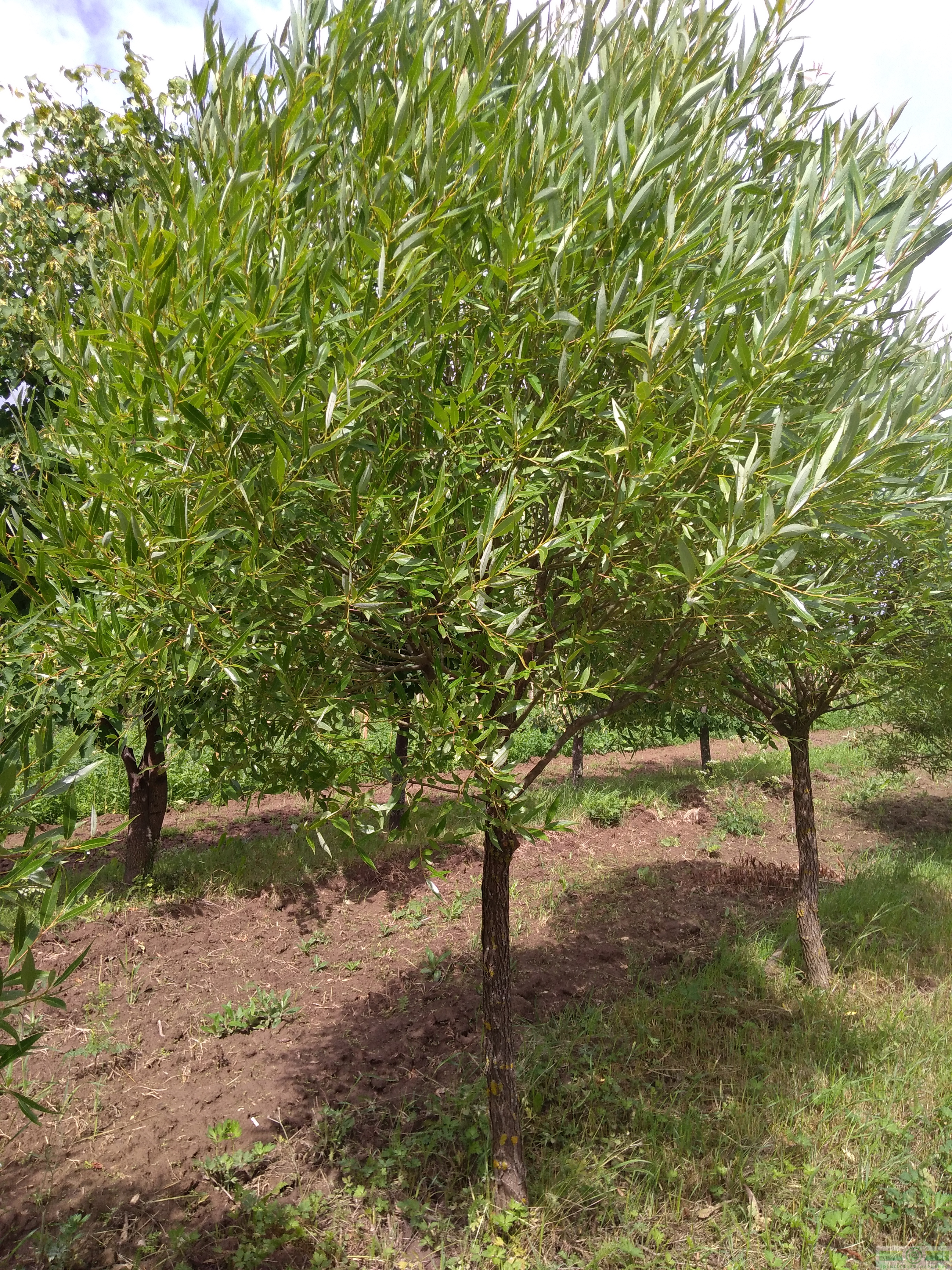 фото Ива ломкая ф. шаровидная (Salix fragilis Bullata)
