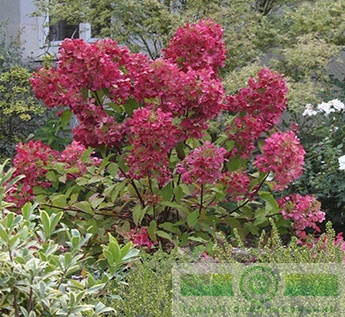 фото Гортензия метельчатая «Вим'с Ред» (Hydrangea paniculata «Wim's Red»)