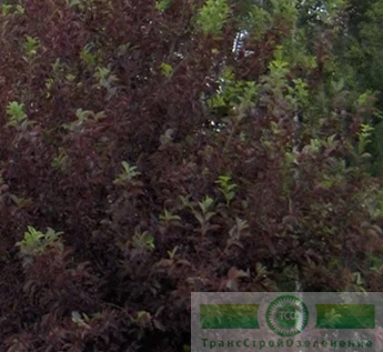 фото Черемуха виргинская «Канада Ред» (Padus virginiana «Canada Red»)