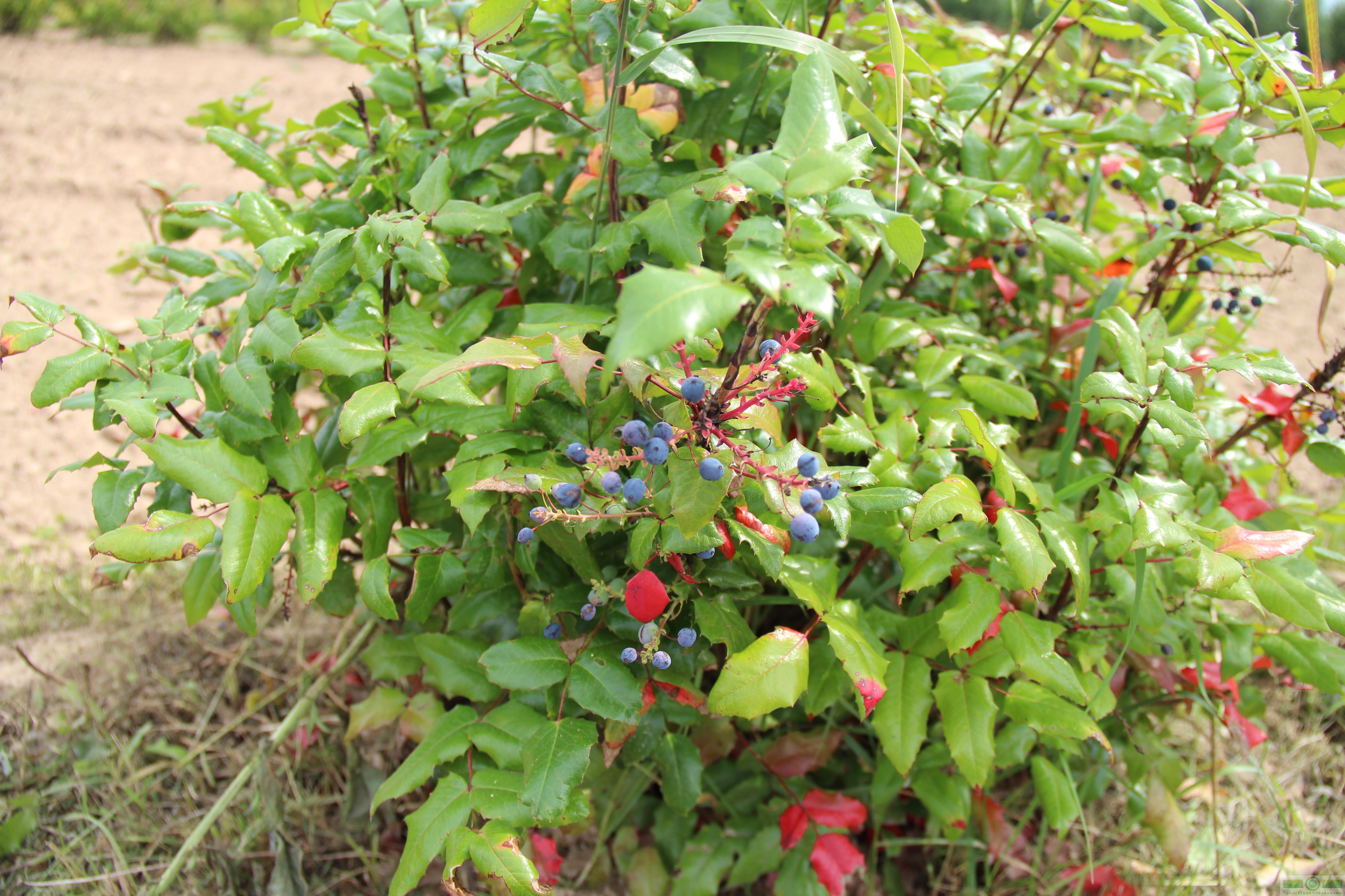 фото Магония падуболистная (Mahonia aquifolium)